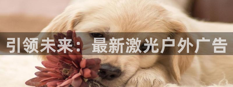 杏宇平台注册地址在哪里：引领未来：最新激